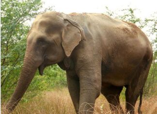 ಕೊಡಗಿನಲ್ಲಿ ಕಾಡಾನೆ ಅಟ್ಟಹಾಸಕ್ಕೆ ಪಿಯು ವಿದ್ಯಾರ್ಥಿನಿ ಬಲಿ!